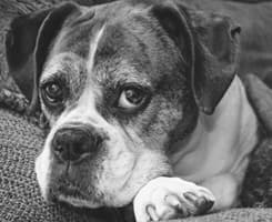 Senior Boxer Dog