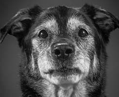 Senior Mixed Breed Dog