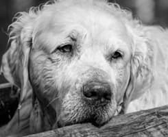 Senior Retriever Mix Dog