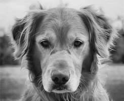 Senior Golden Retriever Dog