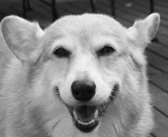 Senior White Mixed Breed Dog 