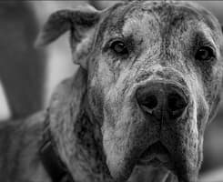 Senior Great Dane Dog