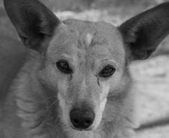 Senior Mixed Breed Dog