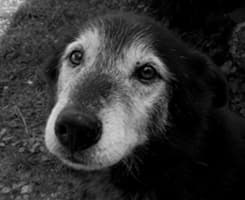 Senior Black Lab Dog