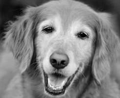 Senior Golden Retriever Dog